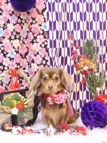 20250113いるちゃん